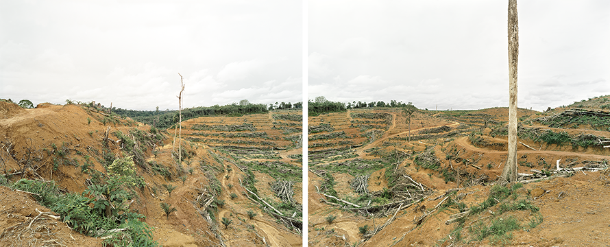 Diptych, Illegal deforestation of primary forest, Tumban Kalang, Central Kalimantan, Indonesia 03/2012, Series: Reading the Landscape