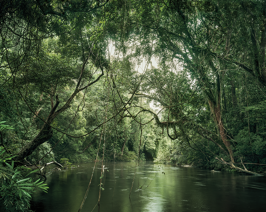 Primary forest 01, waterway, Malaysia 11/2013, Series: Reading the Landscape